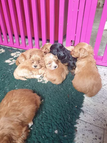 Cuccioli di Bichon Havanais
