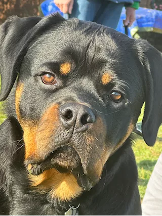 Rottweiler cuccioli di alta genealogia