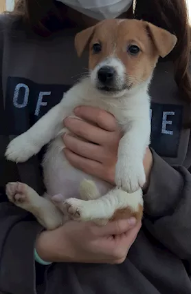 Cuccioli di Jack Russell Terrier