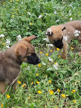 Allevamento Cuccioli Pastore Belga