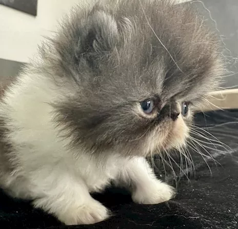Cuccioli Persiani