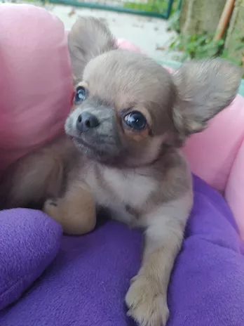 Chihuahua cucciolo maschietto pelo lungo