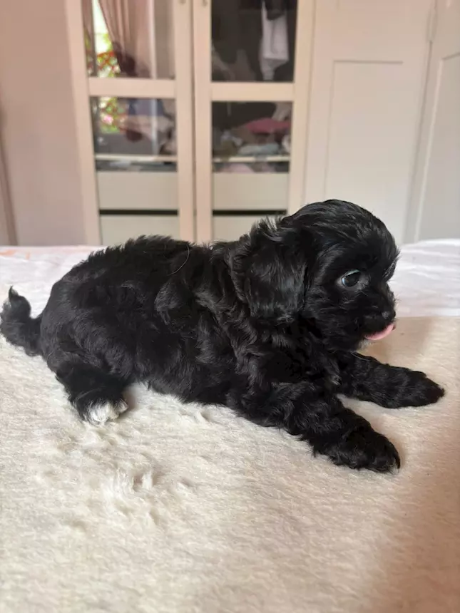 Foto 4Cuccioli toy Razza Barboncino