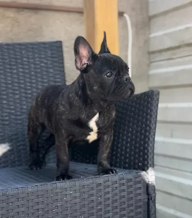 Bouledogue Francese