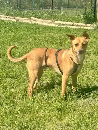 Max cerca casa