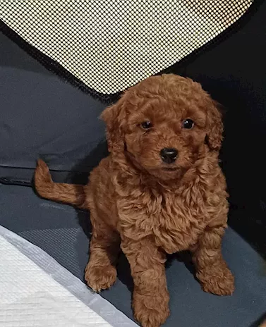 Cucciolo di Barboncino Toy