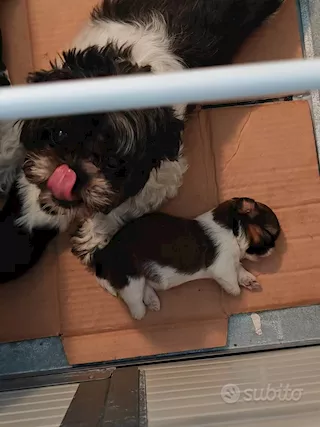 Cuccioli di shihtzu/shih tzu/shitzu/shi tzu allevati in casa - Foto 6