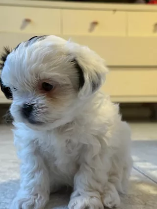 Shitzu - Disponibili da marzo cuccioli di shih, genitori visibili - Foto 2