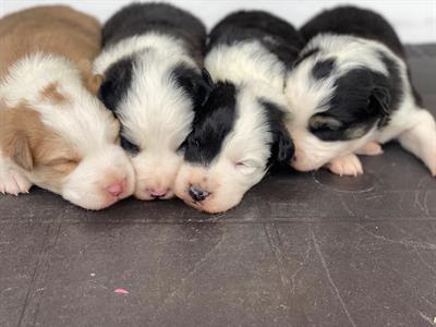 Cuccioli border collie