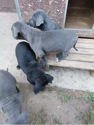Cuccioli cane corso.