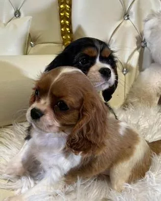 Cuccioli di Cavalier King Charles Spaniel in regalo - Adozio