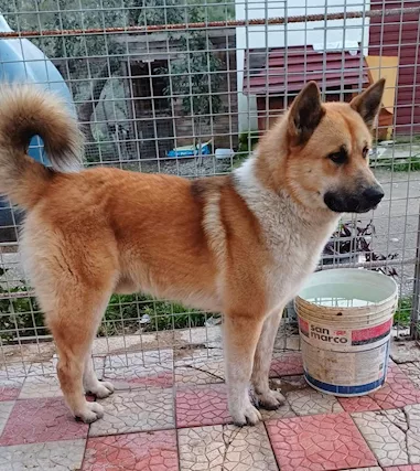 Nome: YOSHI Sesso: MASCHIO Eta: 1