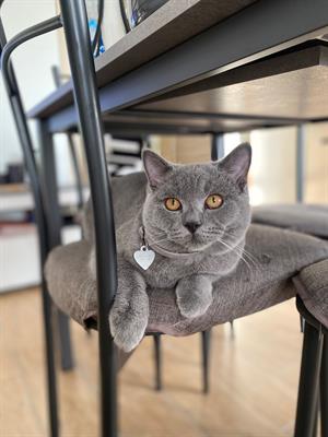 Cerco gattina British Shorthair per Totó - Foto 4