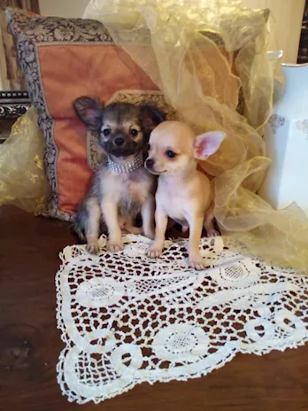 Chihuahua bellissimi cuccioli in vendita, taglia piccola - Foto 3