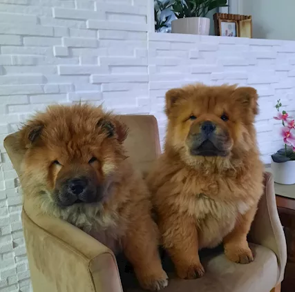 Chow Chow Cuccioli - Foto 3