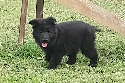 Cuccioli pastore tedesco