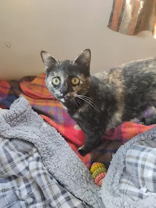 Alise ed Ariel dolcissime gattine tricolore