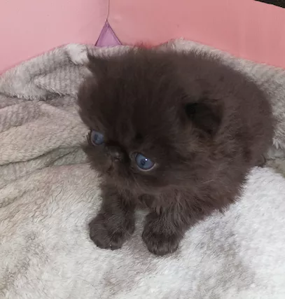 Gatto Persiano nero occhi rame