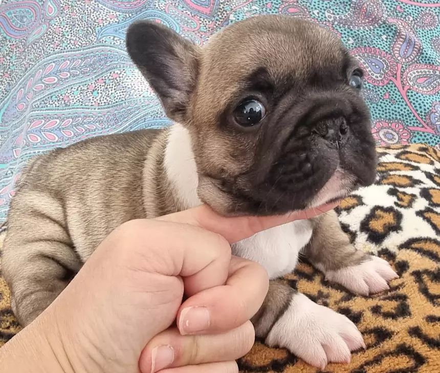 Cuccioli di bouledogue francese