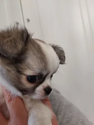 Cucciolo maschio chiuaua pelo lungo Chihuahua - Foto 2
