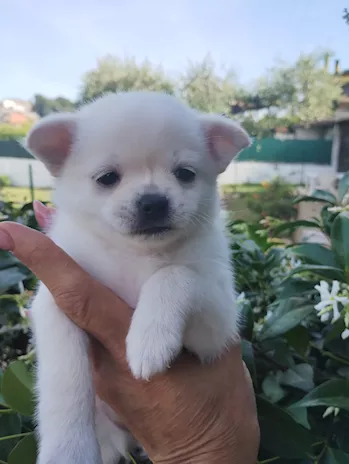 Chihuahua