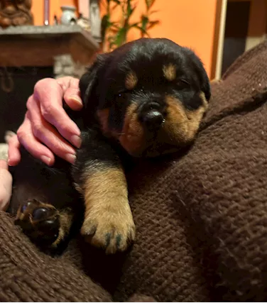 Cuccioli rottweiler con pedigree