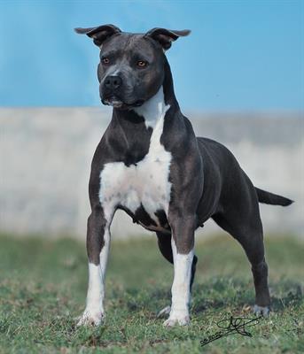 Vendo cuccioli selezionati Razza American Staffordshire Terrier - Foto 6