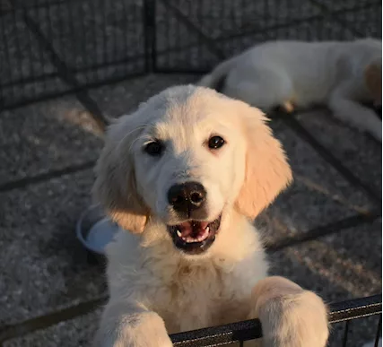 Golden Retriever cuccioli - Foto 3