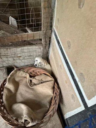 Cucciolo di 5 mesi relegato sul balcone