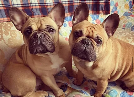 Bulldog francesi, color fulvo - Foto 6
