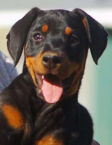 Dobermann cuccioli - Foto 4