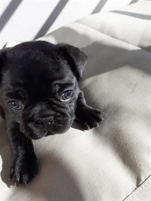 Bulldog Francese cuccioli - Foto 5