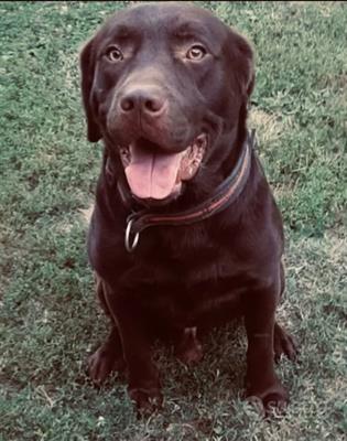 Cuccioli Razza labrador cioccolato - Foto 6