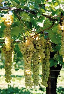 Uva bianca Trebbiano da vino