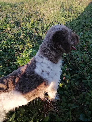 Cuccioli di Lagotto romagnolo