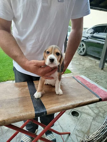 Cuccioli di Razza Beagle in vendita - Foto 5