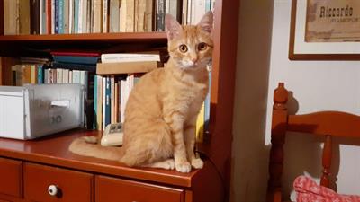 NALA la principessa cerca casa Europeo, color dell - Foto 3