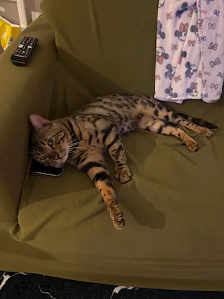 Gatto bengala