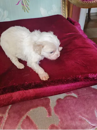 Cuccioli di Maltese con Barboncino