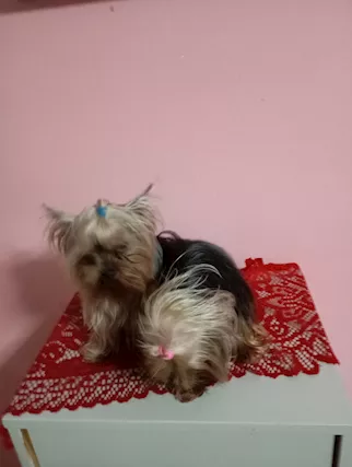 Cucciolo maschio bellissimo Razza Yorkshire Terrier - Foto 3