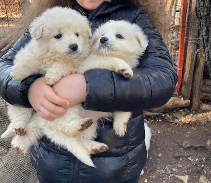 Cucciole bellissime come dei peluche
