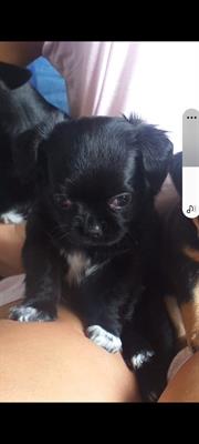 Bellissimi cuccioli maschio a pelo Chihuahua - Foto 2
