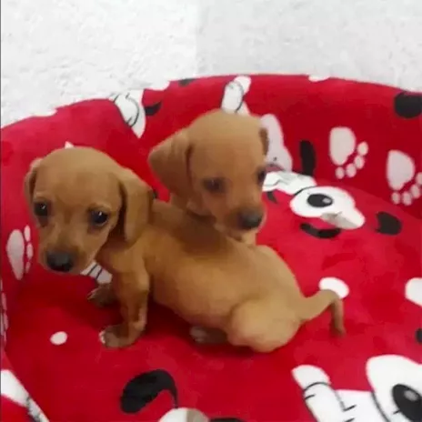 Bassotto nano cuccioli