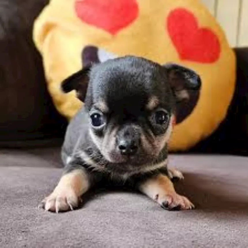Chihuahua toy femminuccia tricolore