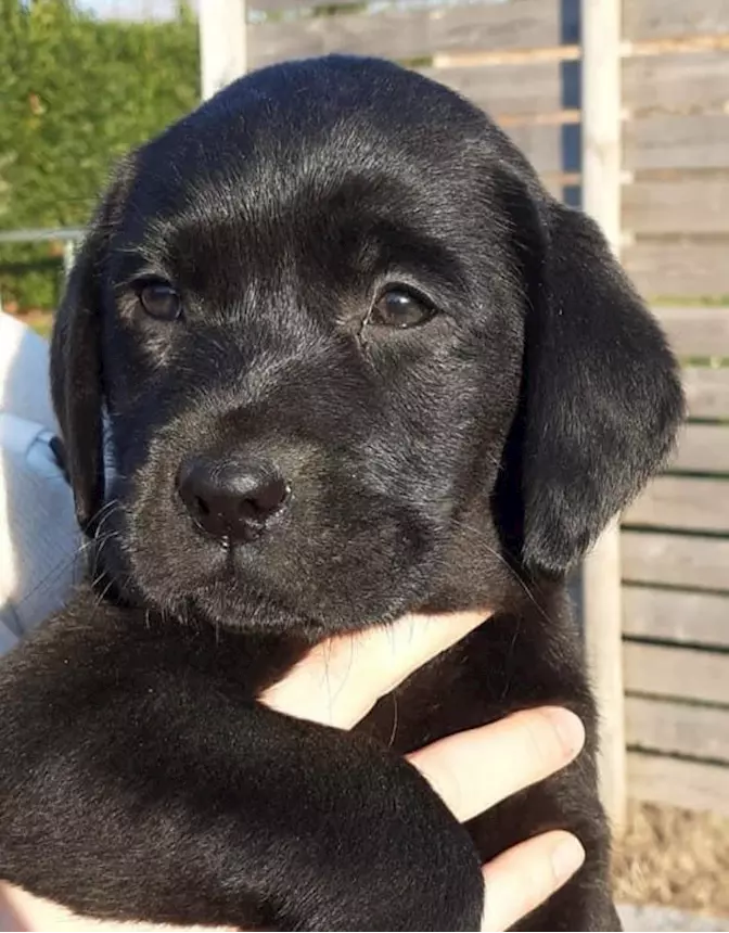 Foto 4 Labrador Retriever, colore miele