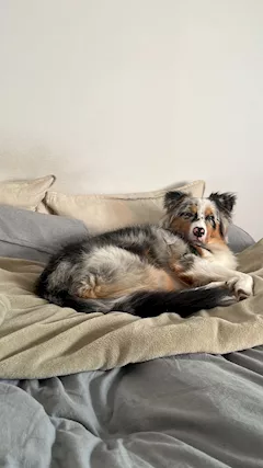 Australian shepherd - Foto 4