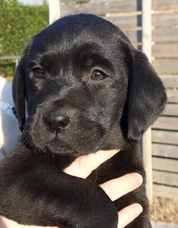 Labrador Retriever, colore miele - Foto 4