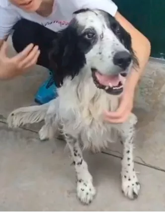Setter dolcissimo 9 anni ipovedente mollato 1 anno fa