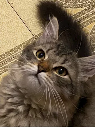 Cuccioli di gatto siberiano tradizionale