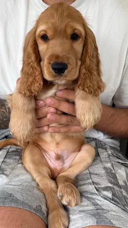 Cocker Spaniel, colore nero - Anteprima 2
